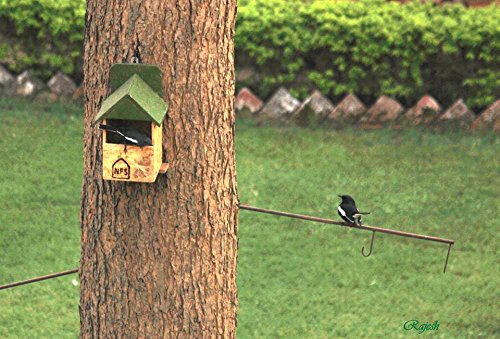 🐦 The Five-Star BirdBnB – 👌🏼Bird Nests for Our Feathered Friends! 🏡🌿