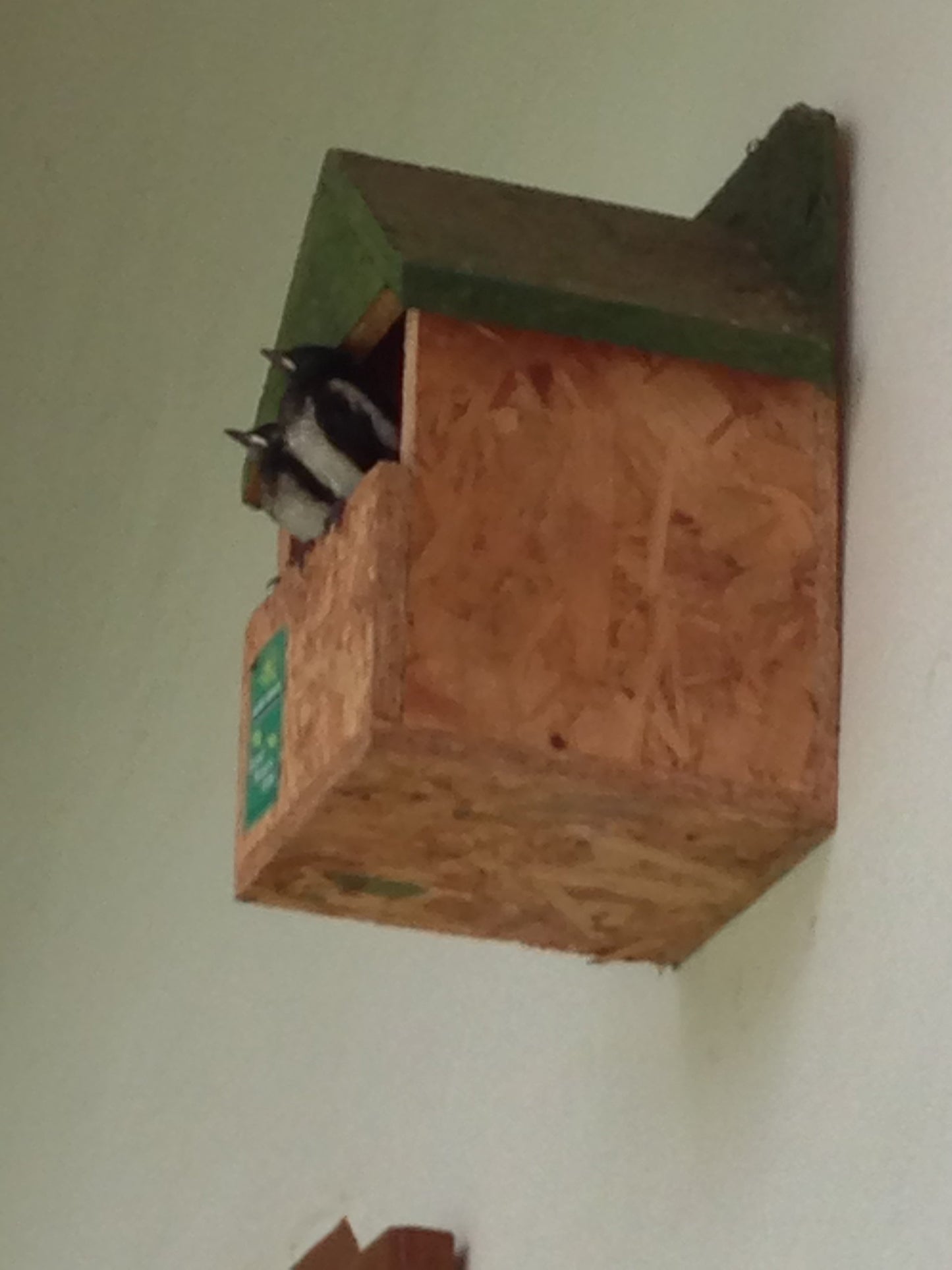🐦 The Five-Star BirdBnB – 👌🏼Bird Nests for Our Feathered Friends! 🏡🌿