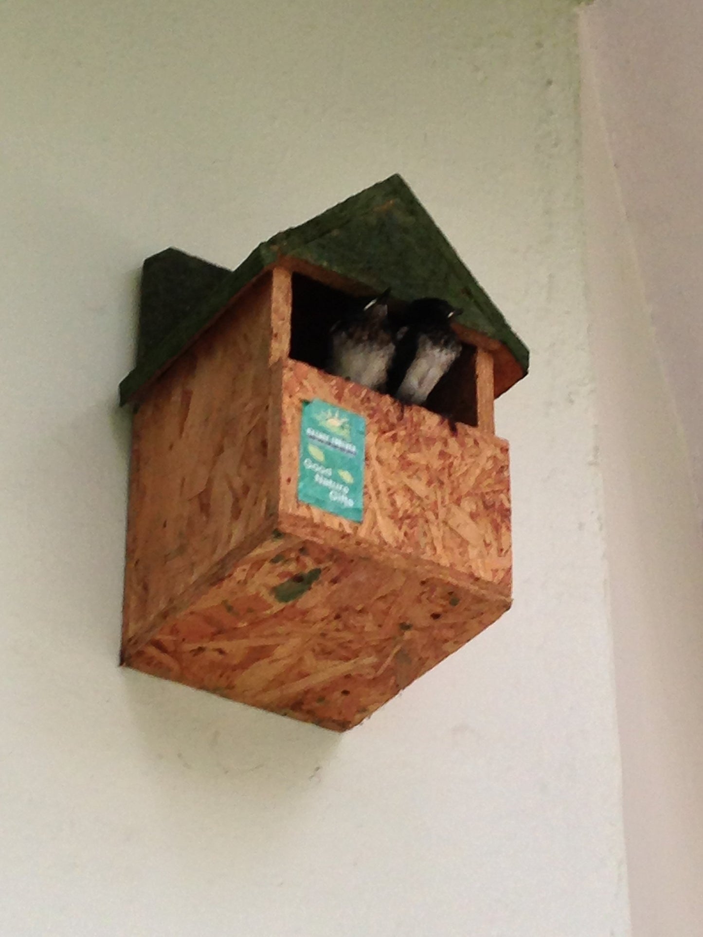 🐦 The Five-Star BirdBnB – 👌🏼Bird Nests for Our Feathered Friends! 🏡🌿